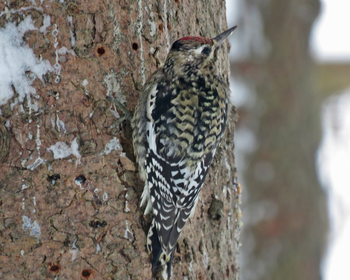 Sarı Karınlı Ağaçkakan - ML646745137