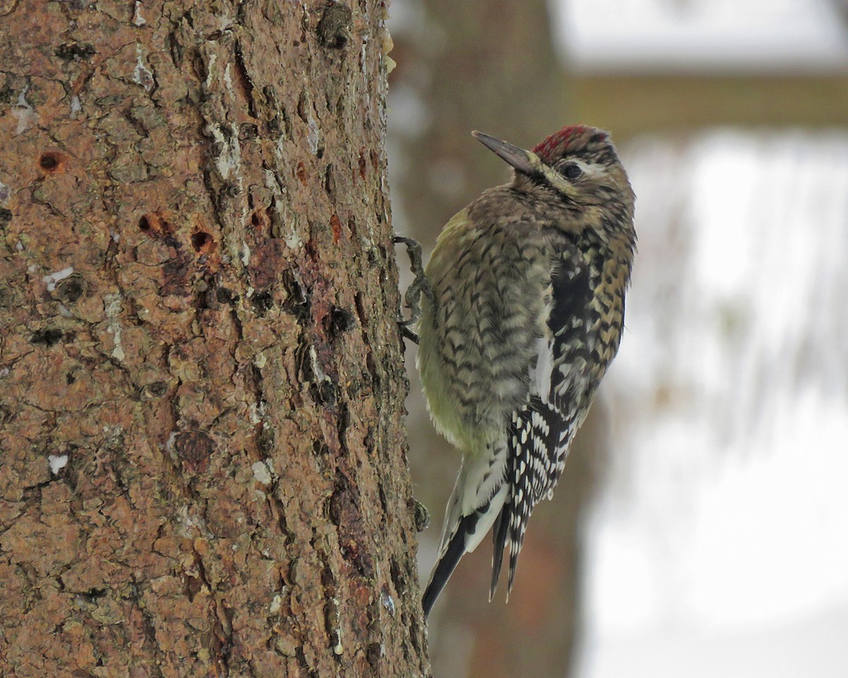 Sarı Karınlı Ağaçkakan - ML646745138
