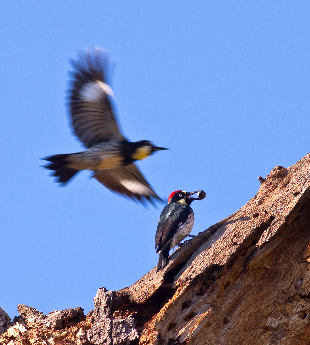 Acorn Woodpecker - ML646745142
