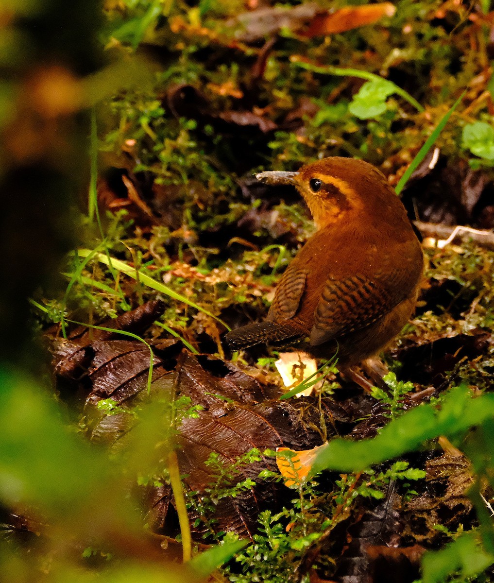 střízlík rezavohnědý - ML646745146