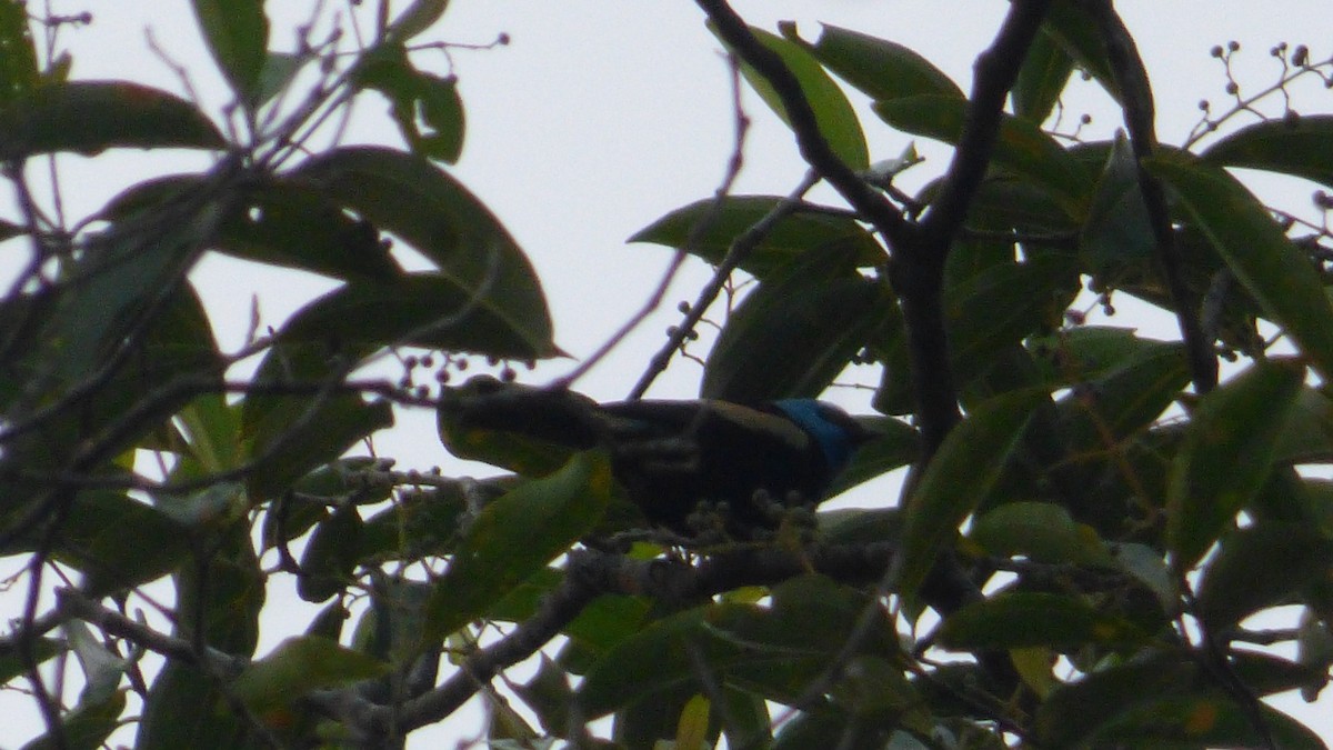 Blue-necked Tanager - ML646745147