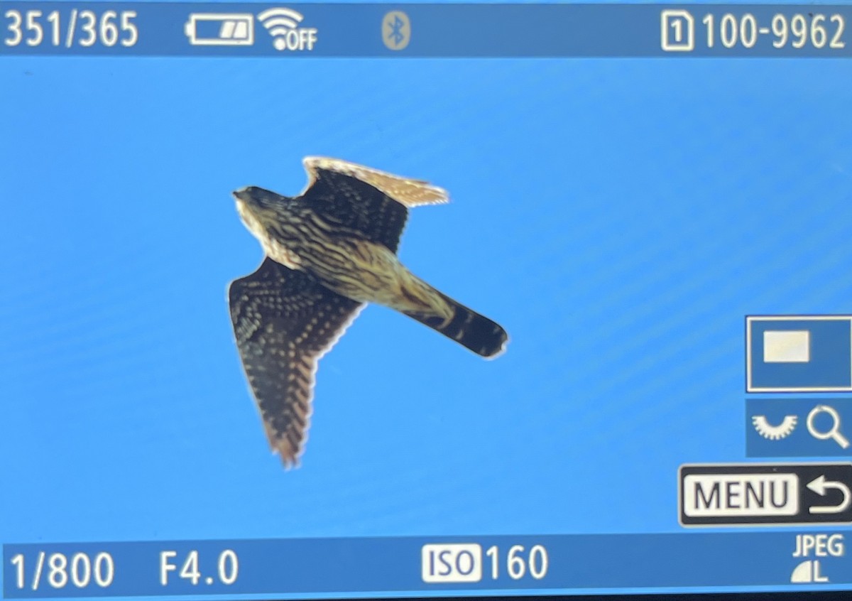 dvergfalk - ML646745148