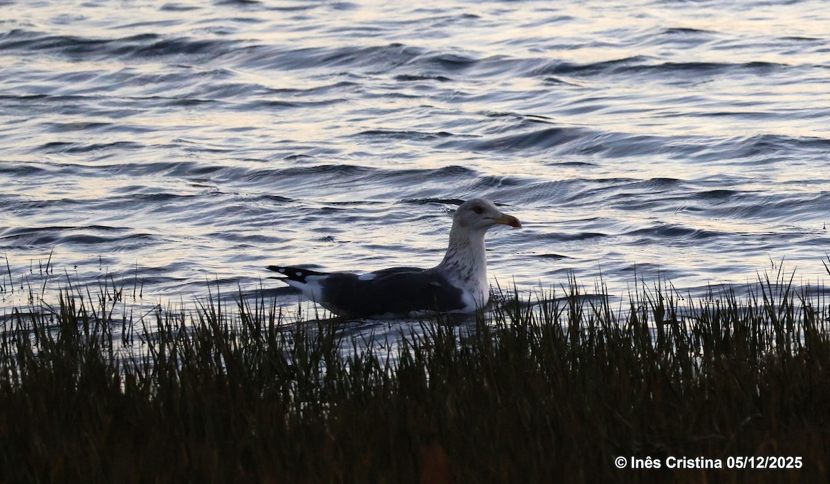 Larus sp. - ML646745157