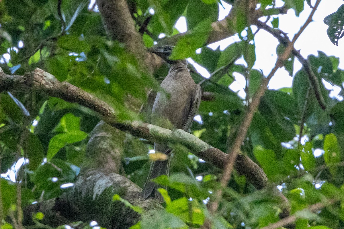 Helmeted Friarbird (Hornbill) - ML646745158