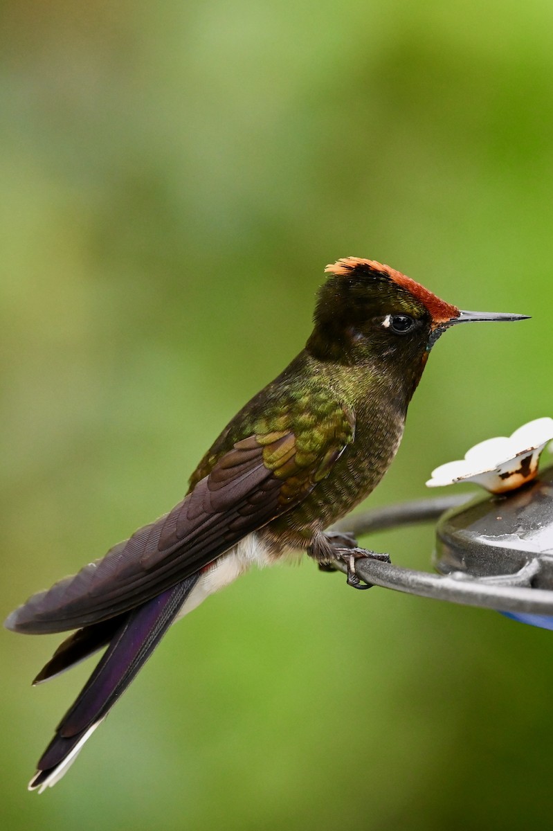 Rainbow-bearded Thornbill - ML646745159