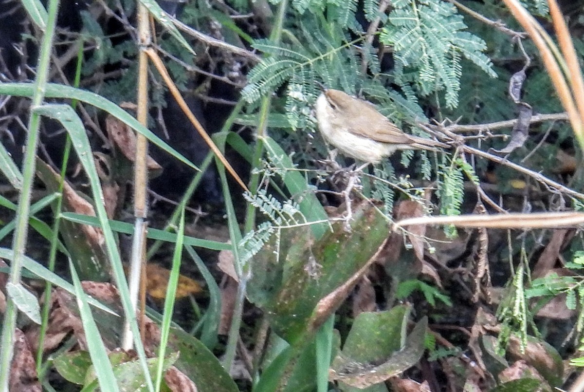 Booted Warbler - ML646745162