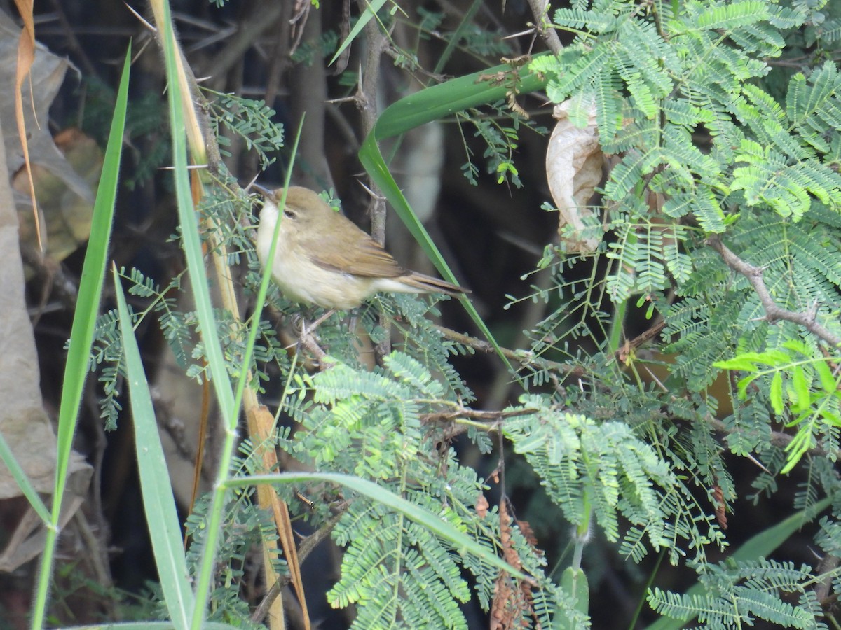 Booted Warbler - ML646745163