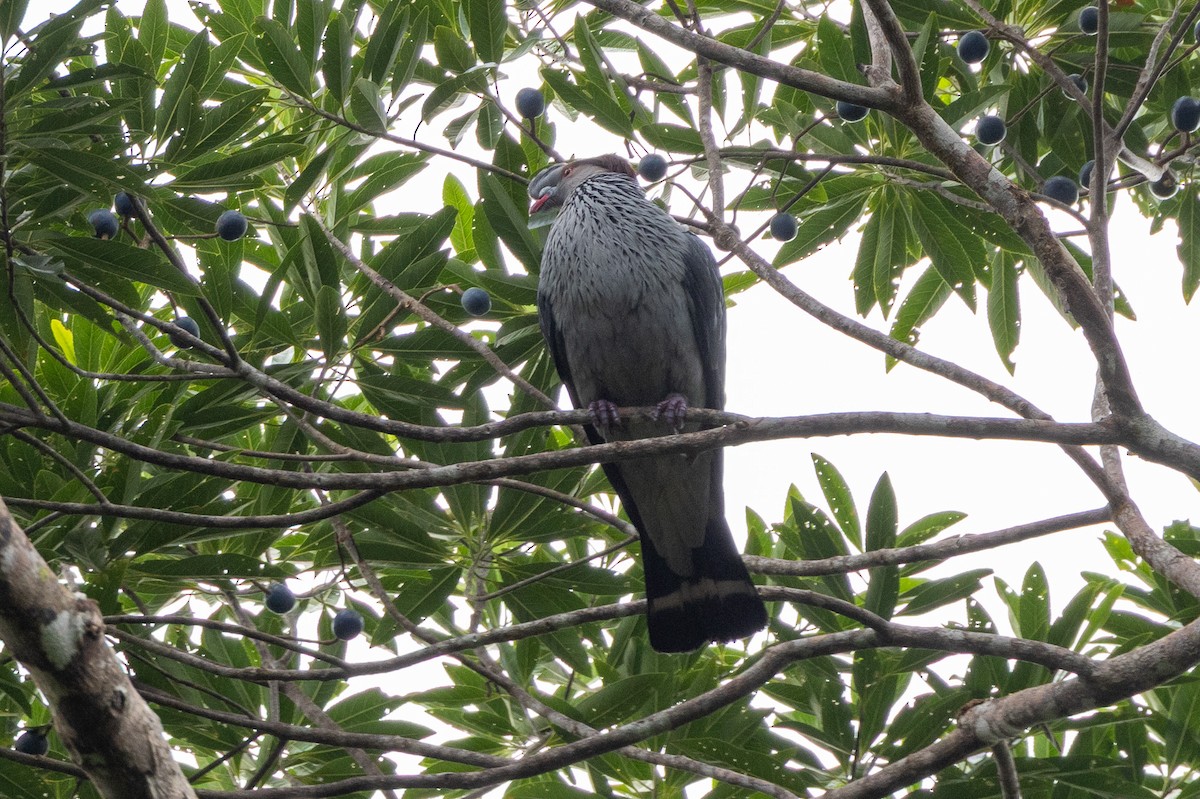 Topknot Pigeon - ML646745171