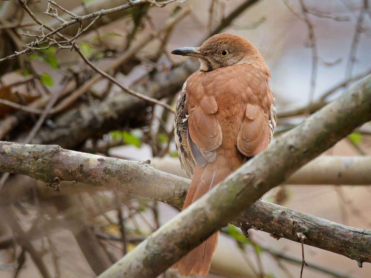 Kahverengi Çöpçü - ML646745172