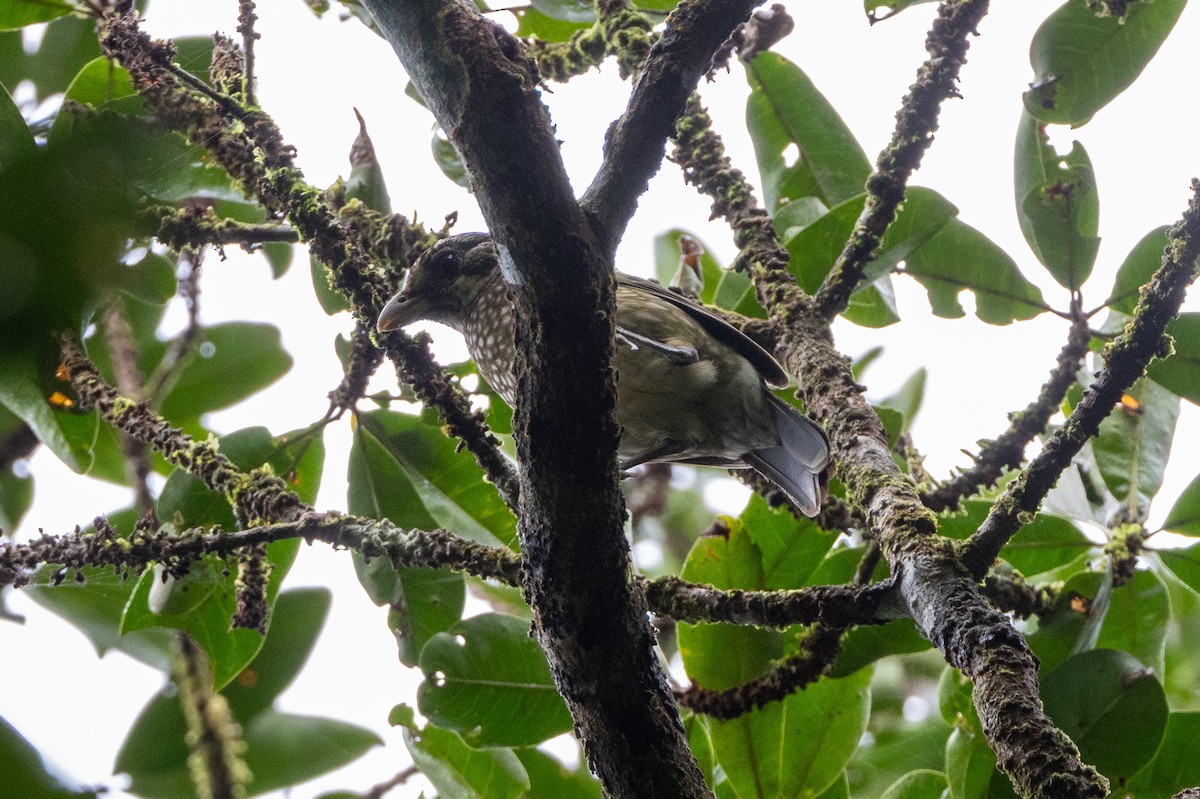 Spotted Catbird - ML646745173