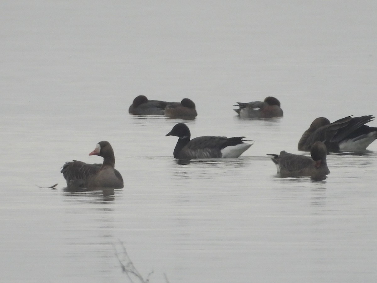 コクガン - ML646745190