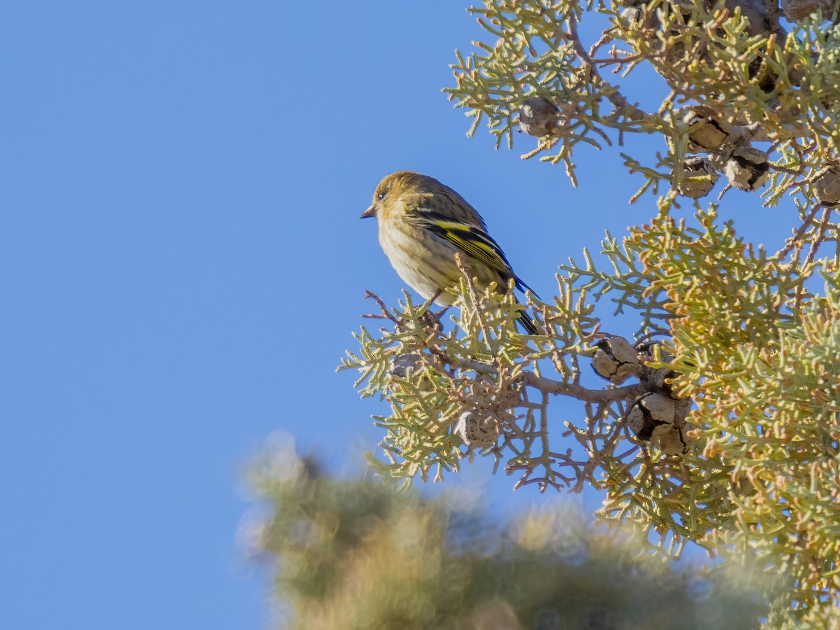 Pine Siskin - ML646745192