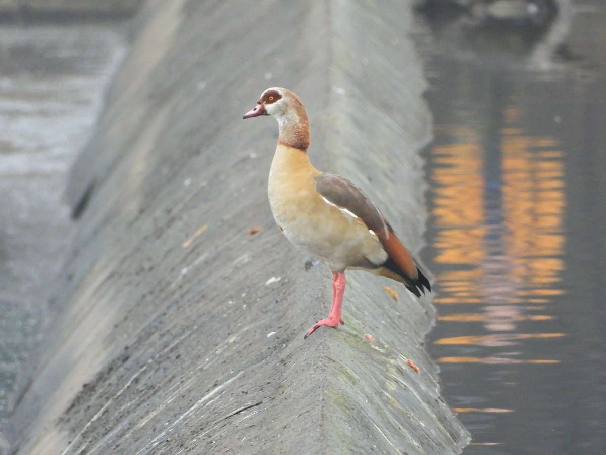 エジプトガン - ML646745195