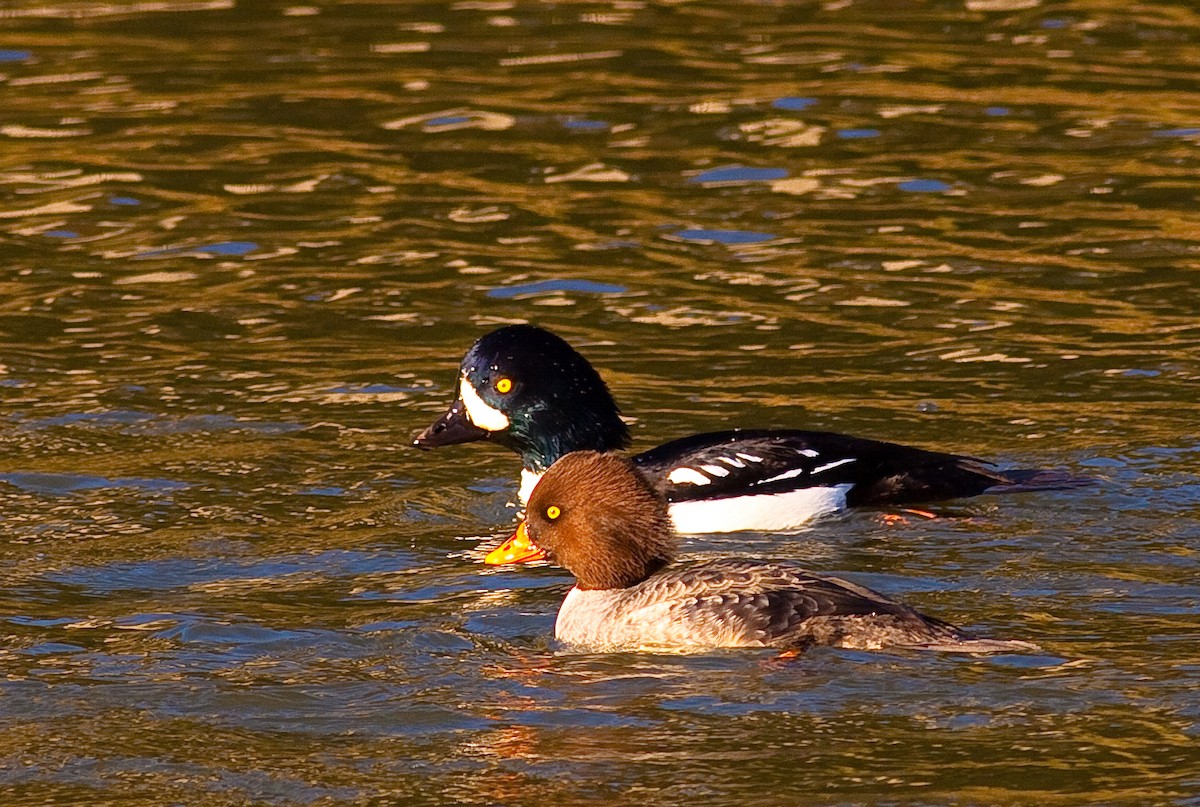 キタホオジロガモ - ML646745203