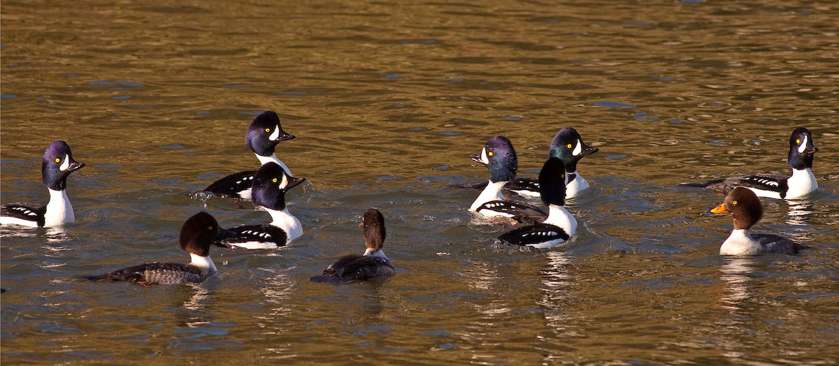 キタホオジロガモ - ML646745204