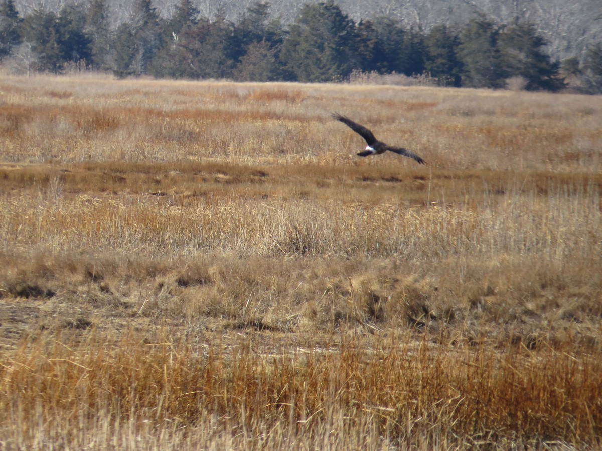 Northern Harrier - ML646745205