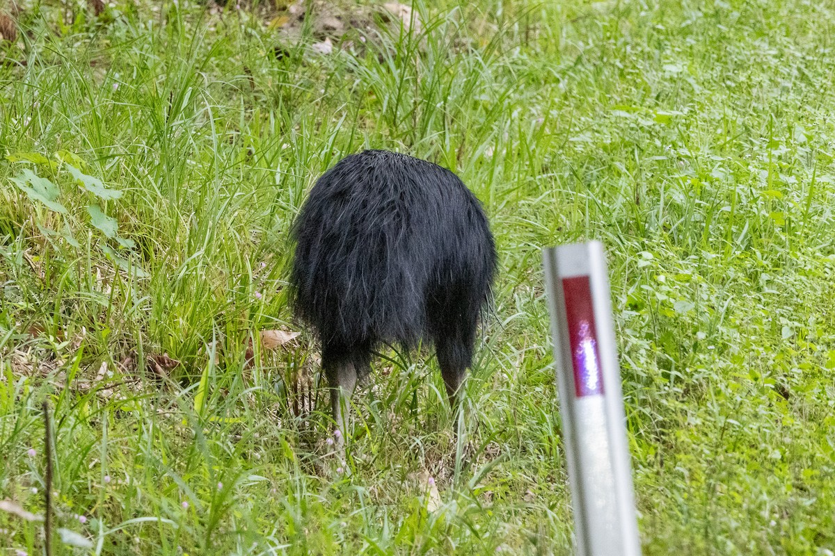 Шлемоносный казуар - ML646745206