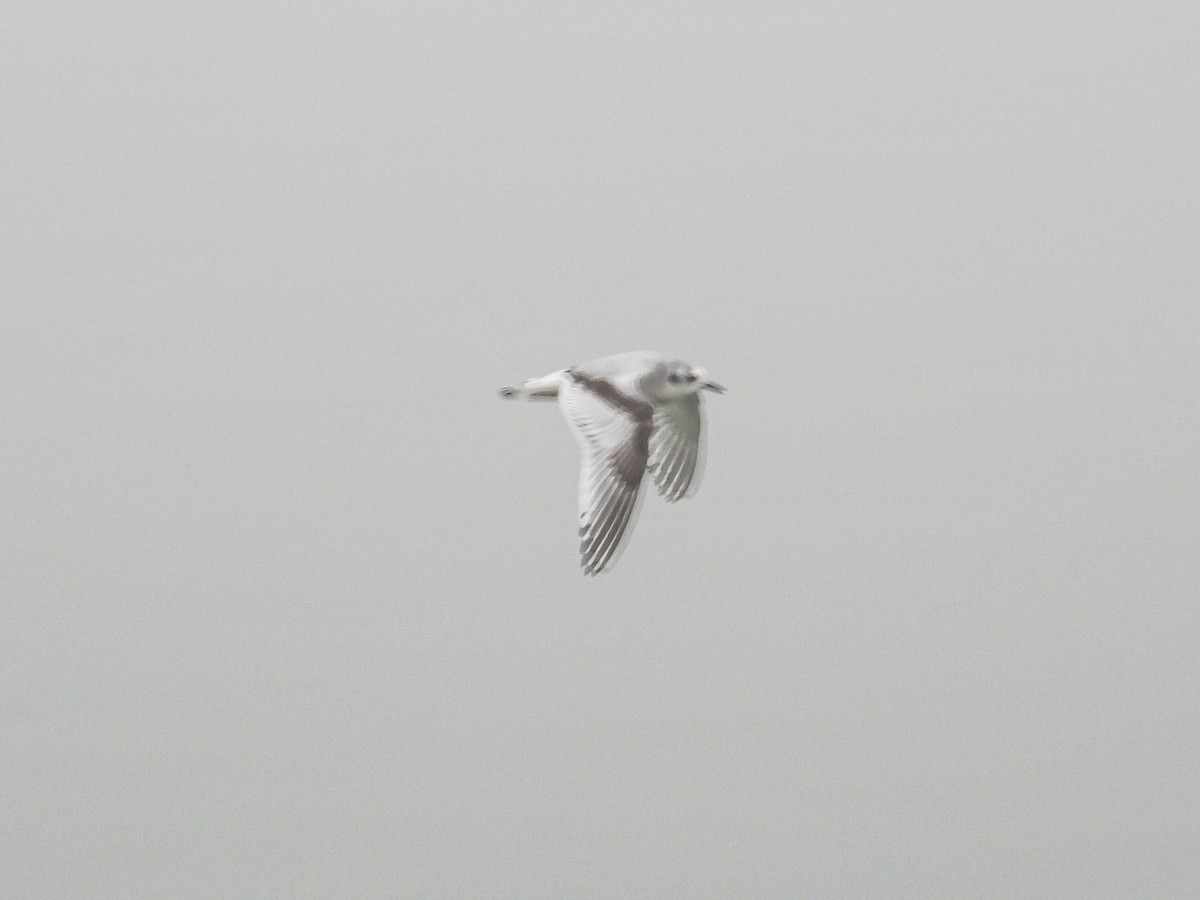 ヒメカモメ - ML646745207