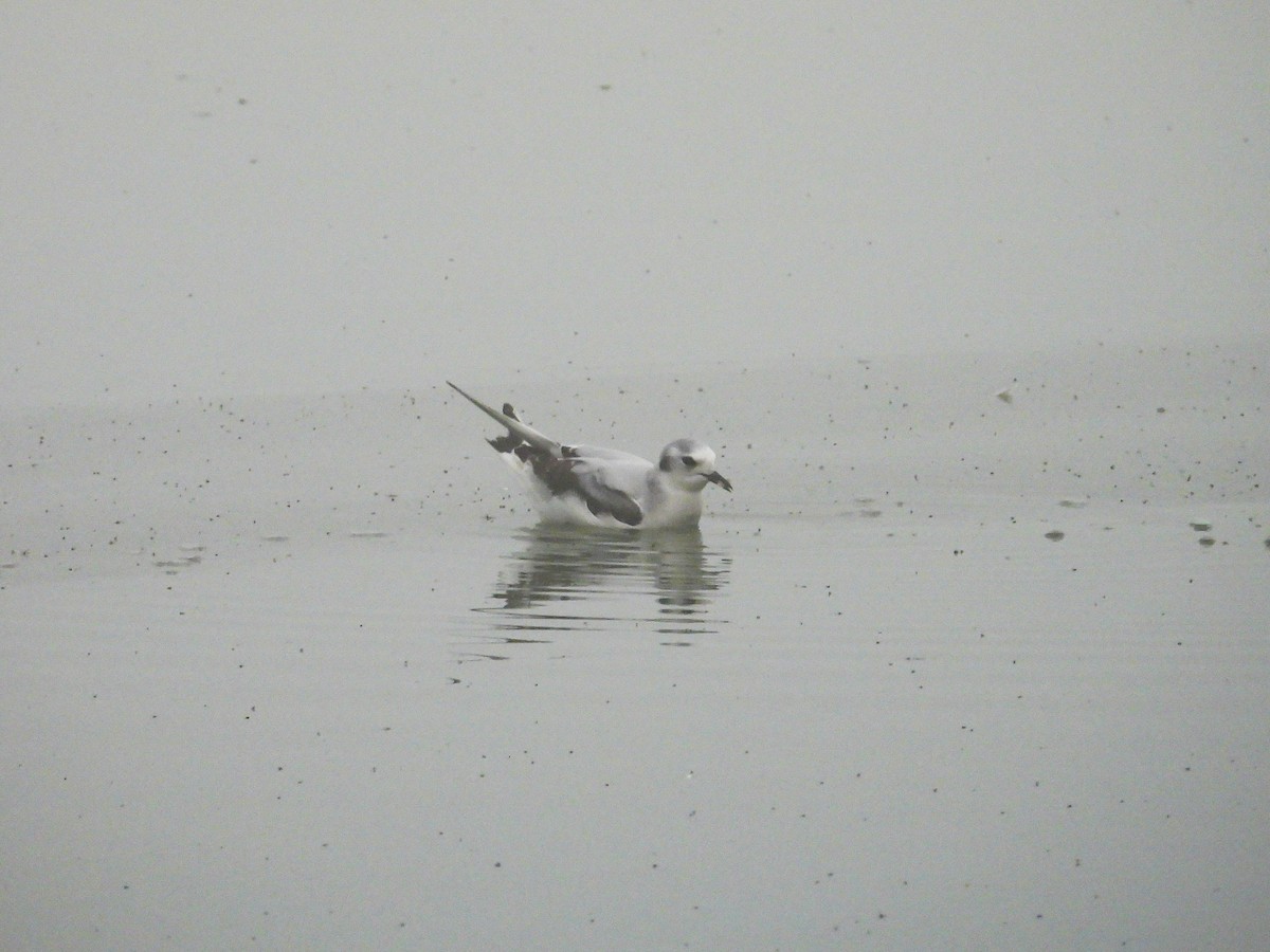 ヒメカモメ - ML646745208