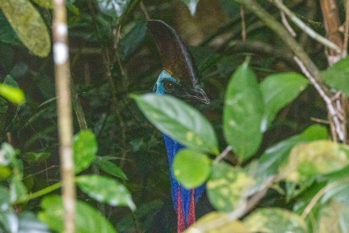 Шлемоносный казуар - ML646745209