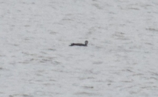 Pazifikoko aliota - ML646745210