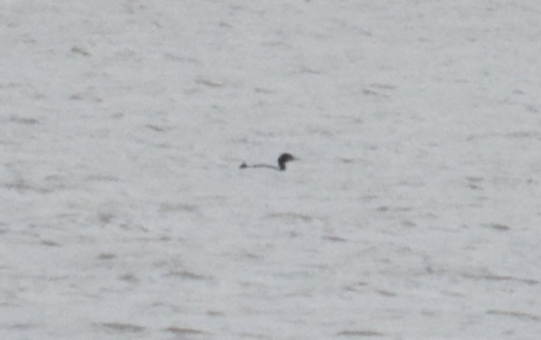 Pazifikoko aliota - ML646745211