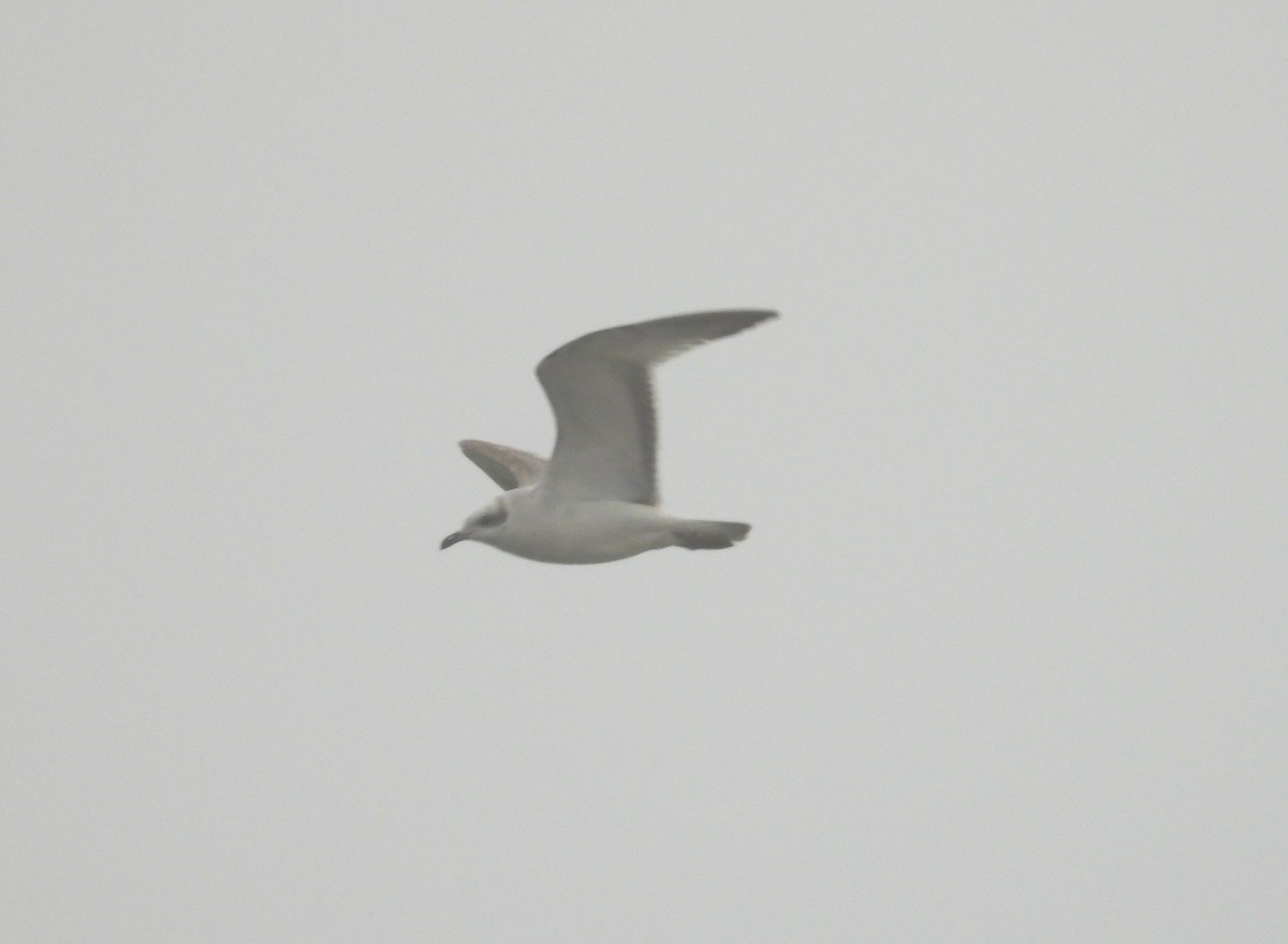 Mediterranean Gull - ML646745212