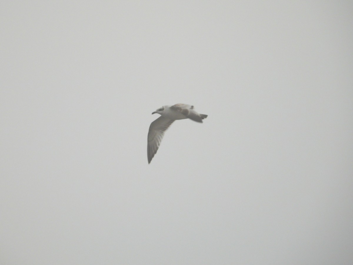 Mediterranean Gull - ML646745213