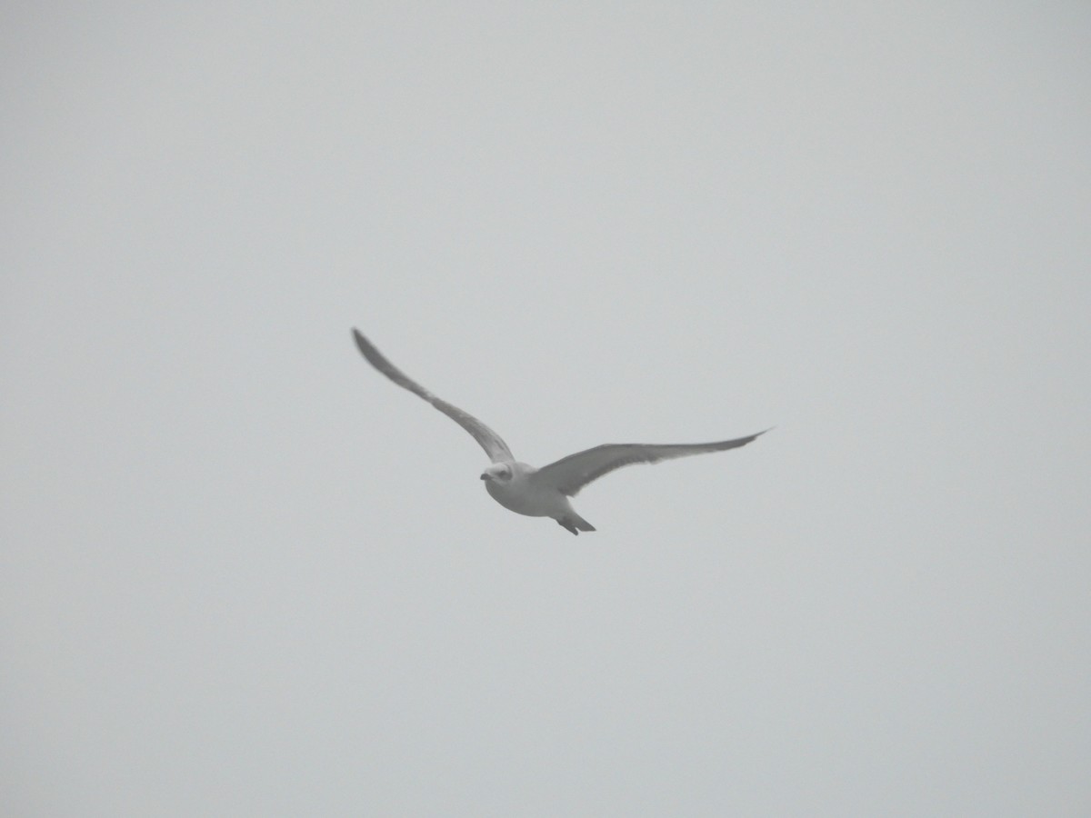Mediterranean Gull - ML646745214