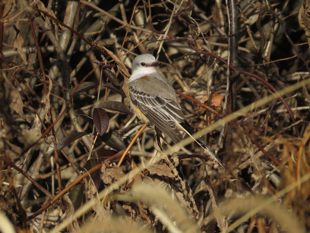 Scissor-tailed Flycatcher - ML646745216