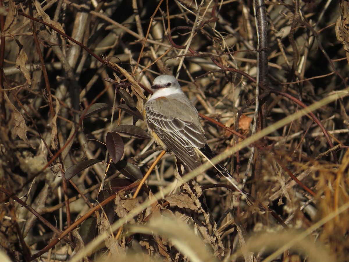 Scissor-tailed Flycatcher - ML646745217