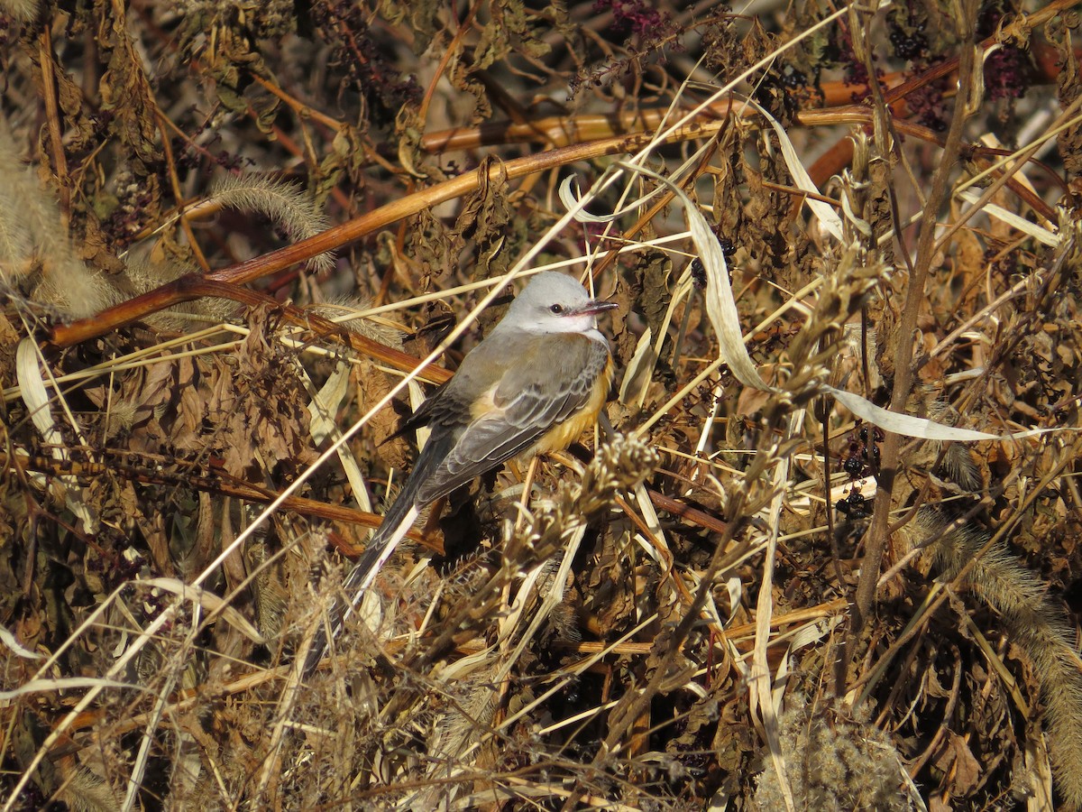 Scissor-tailed Flycatcher - ML646745218