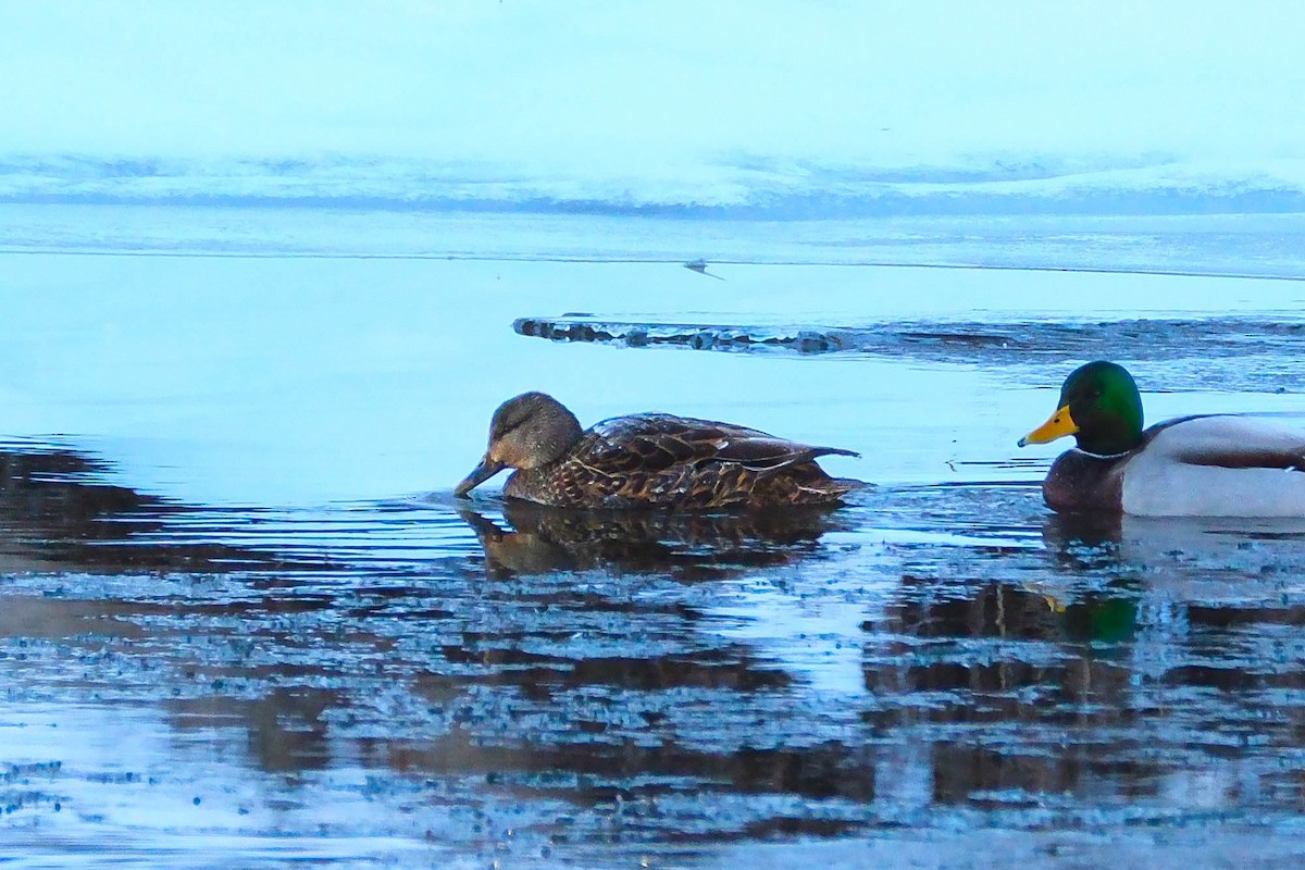 American Black Duck - ML646745219