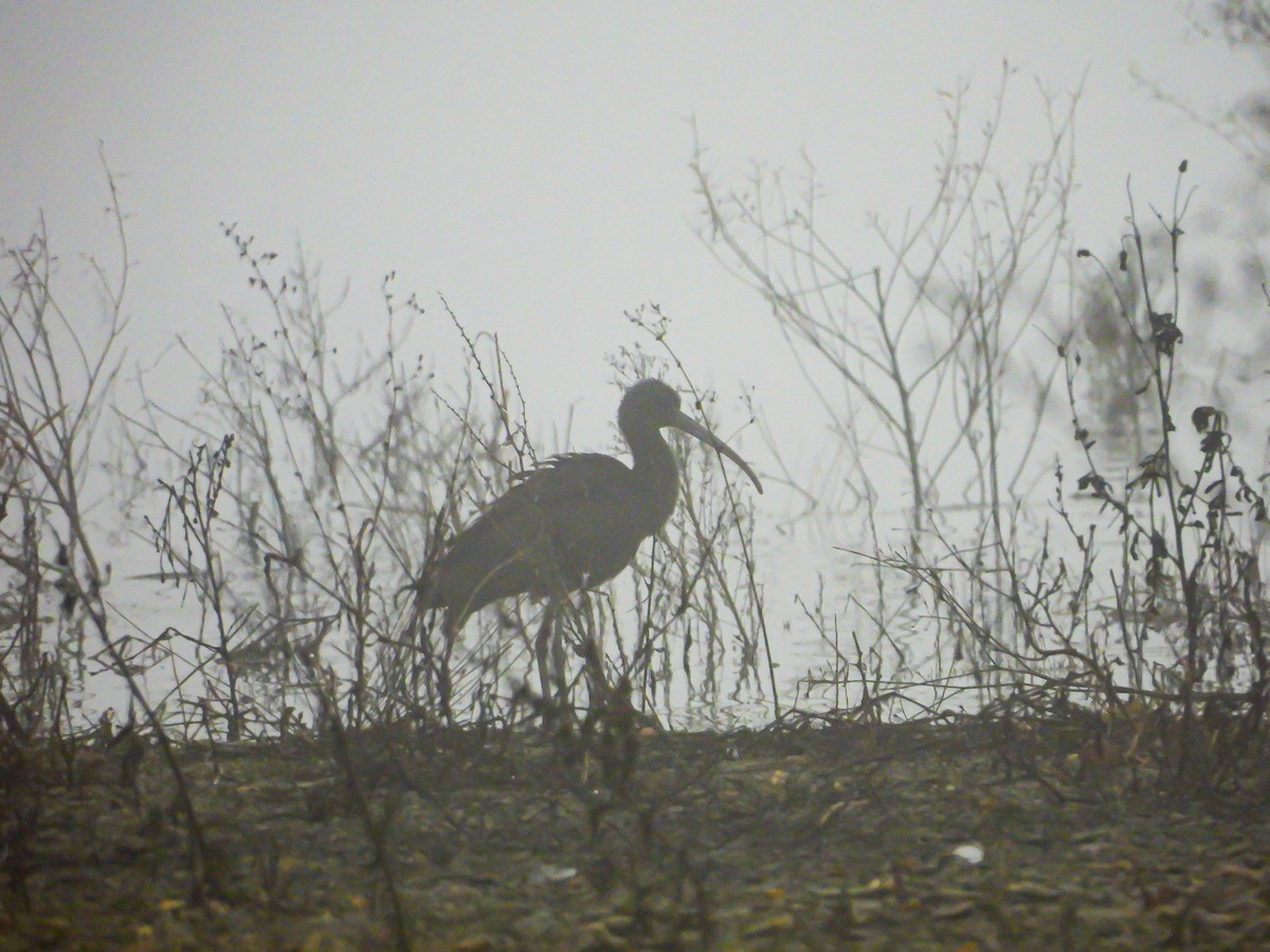 ブロンズトキ - ML646745220