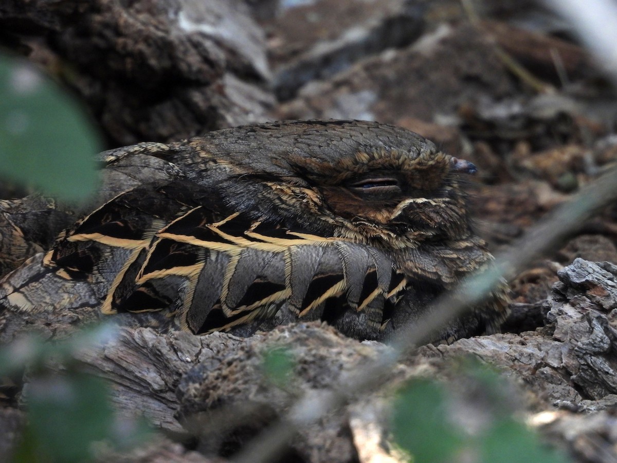 pauraquenattravn - ML646745221