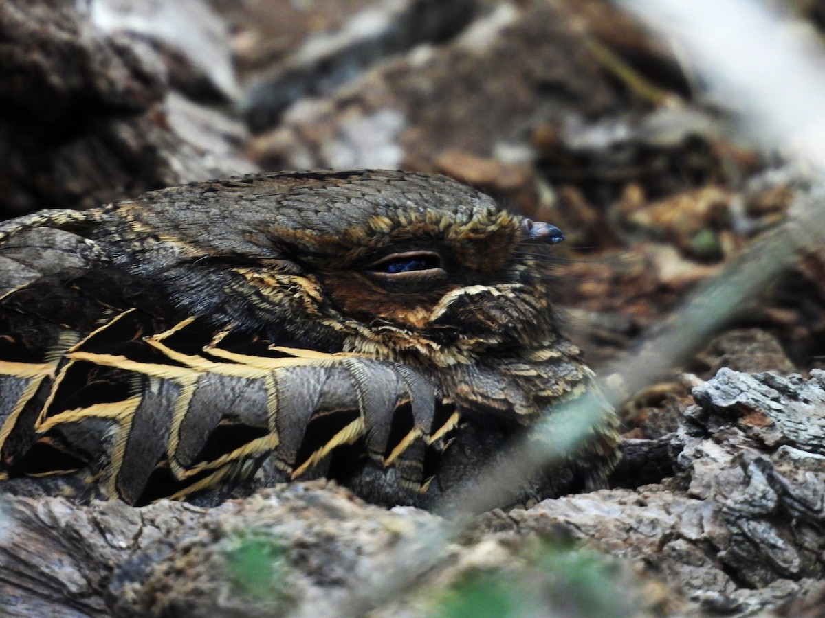 pauraquenattravn - ML646745222