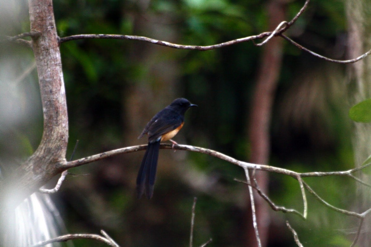 White-rumped Shama - ML646745223