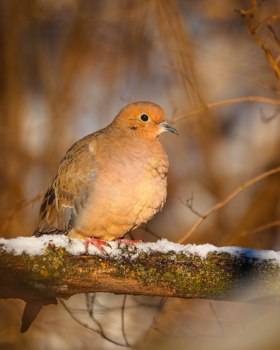 Zenaida arrunta - ML646745224