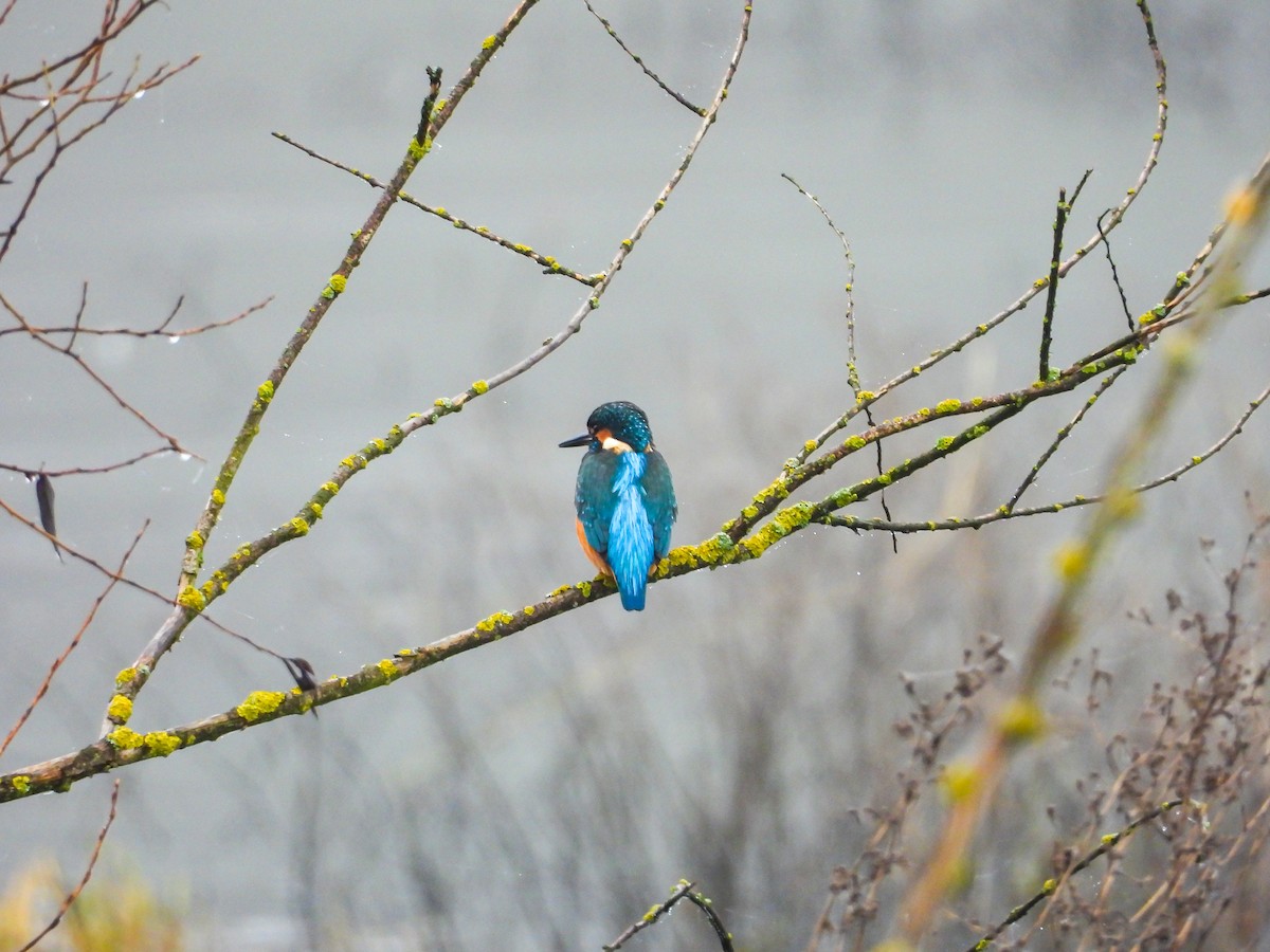 カワセミ - ML646745226