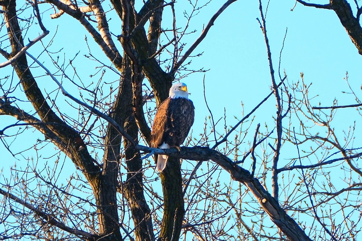 Itsas arrano buruzuria - ML646745227