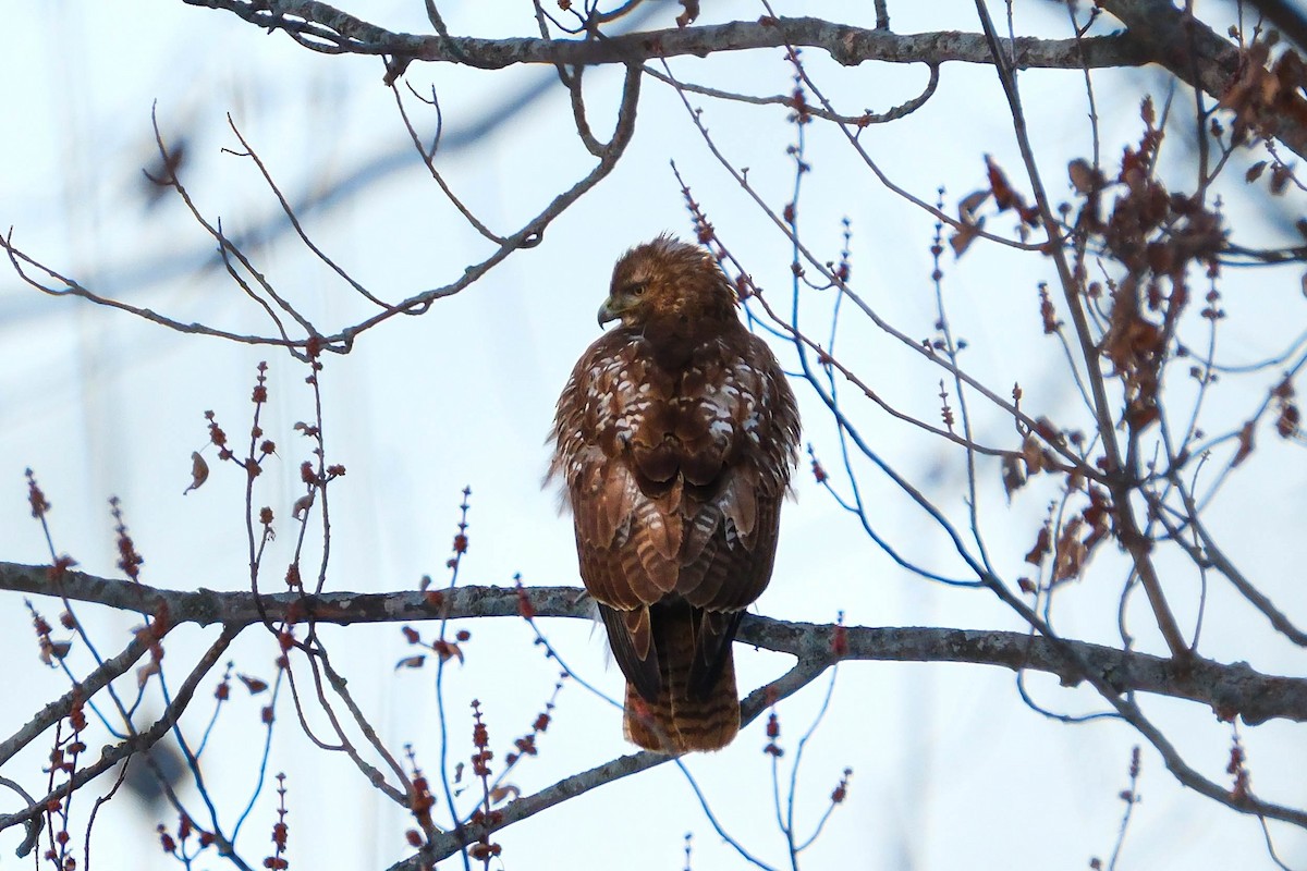 Zapelatz buztangorria - ML646745228