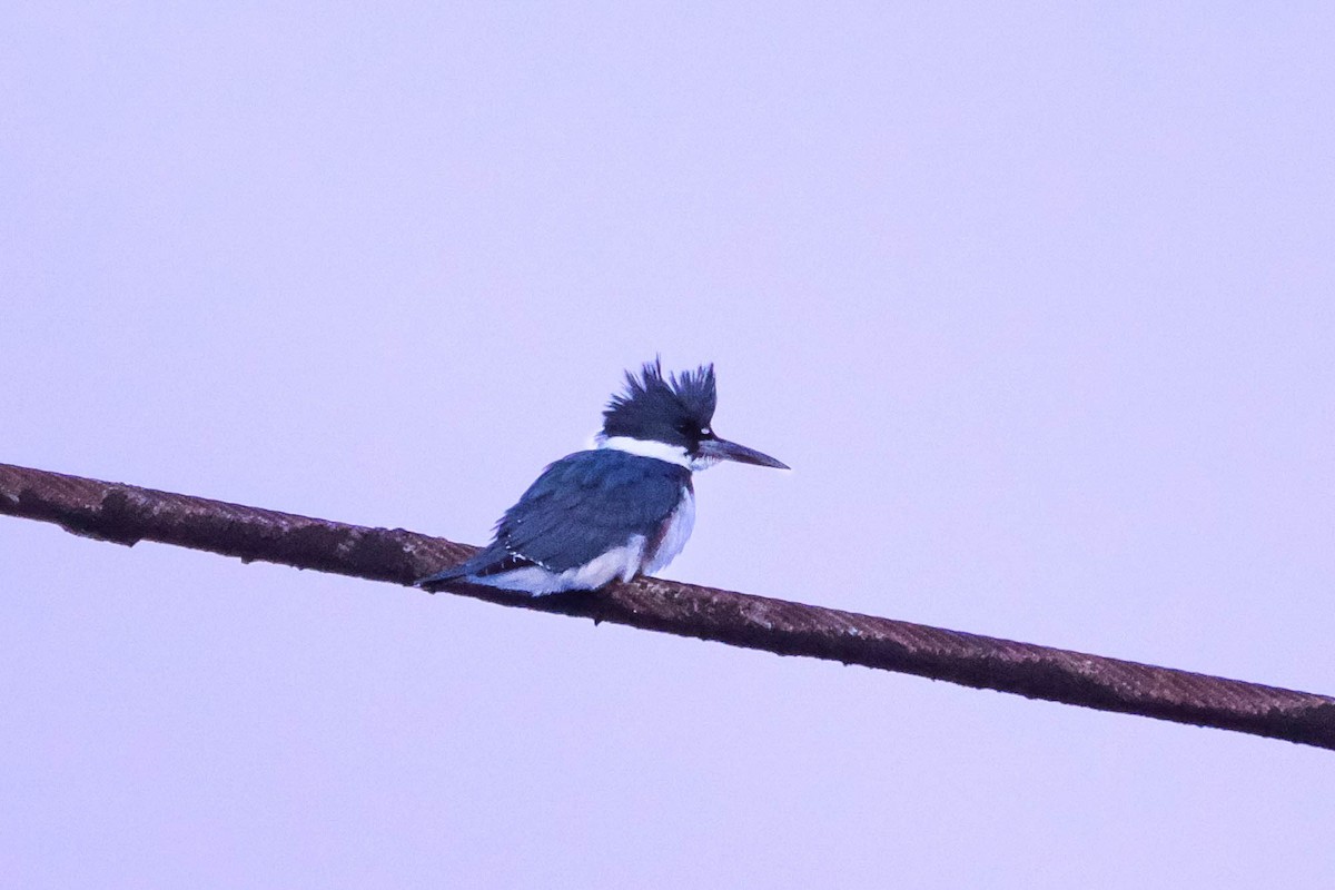 Martin handi iparramerikarra - ML646745233