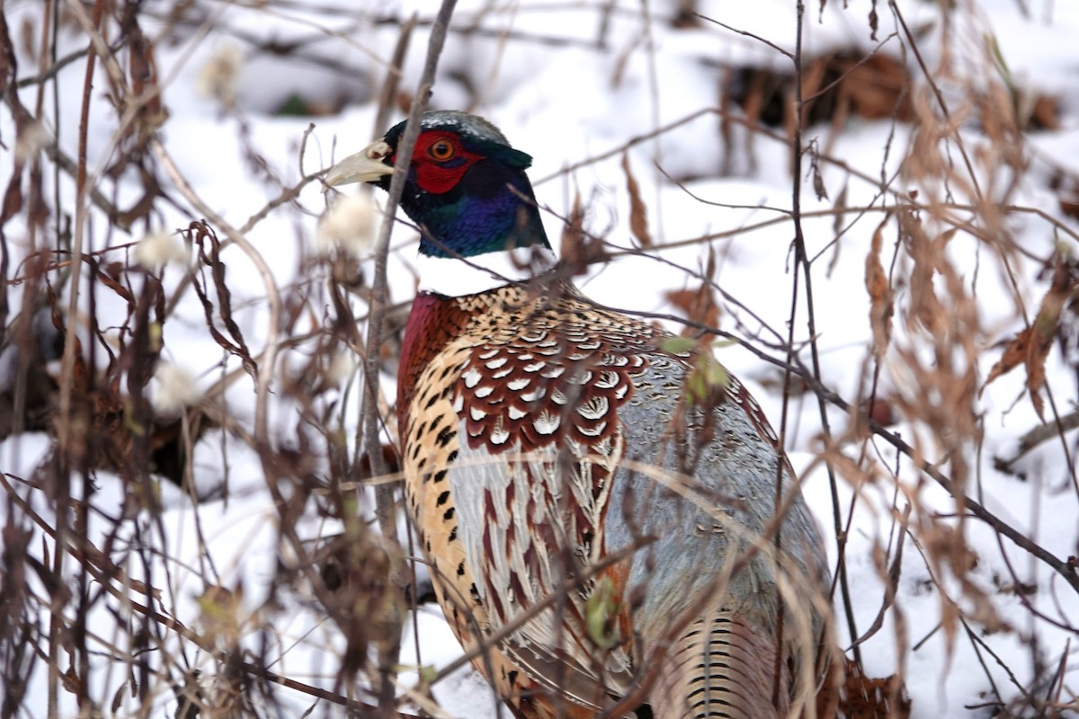 Faisai arrunta - ML646745234