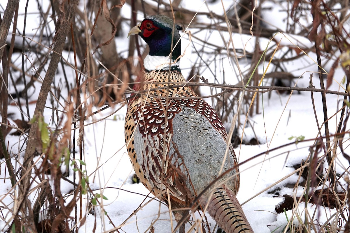 Faisai arrunta - ML646745235