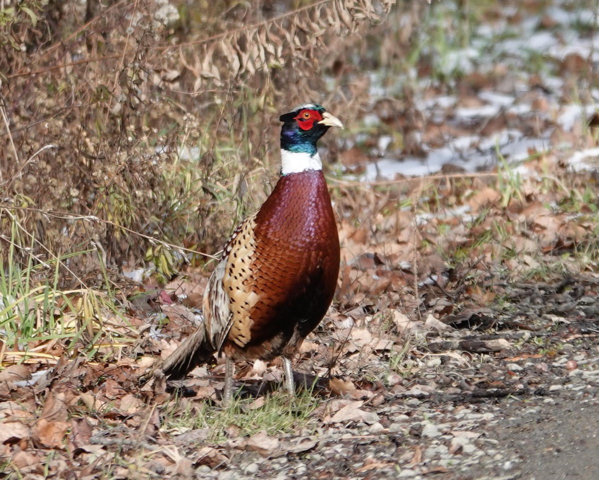 Faisai arrunta - ML646745236