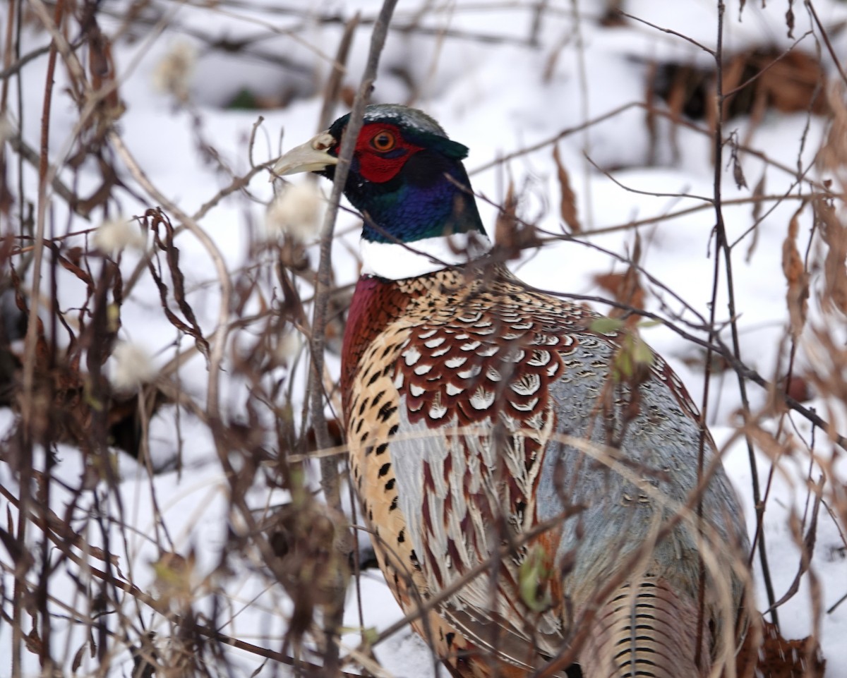 Faisai arrunta - ML646745237