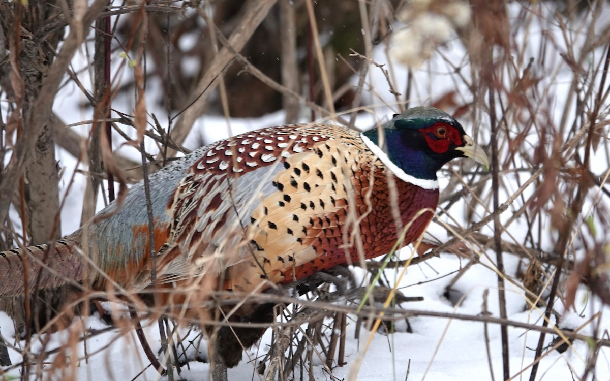 Faisai arrunta - ML646745238