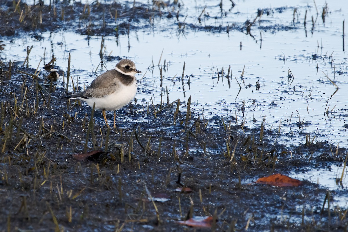 Common Ringed Plover - ML646745241