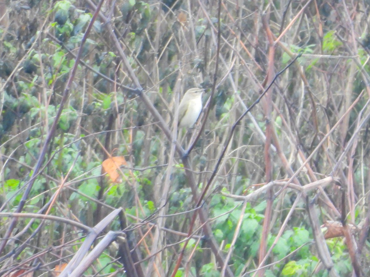 チフチャフ - ML646745242