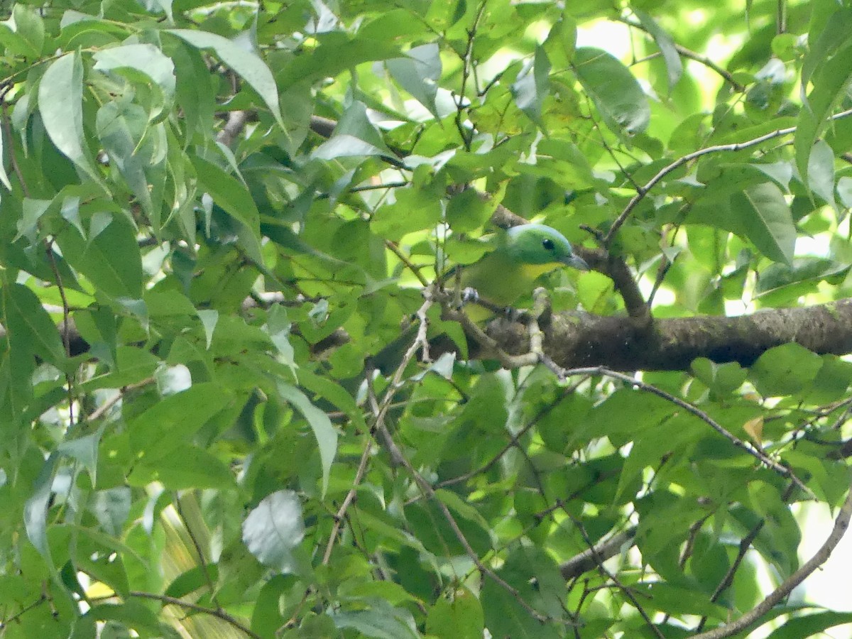 Віреон зелений - ML646745244